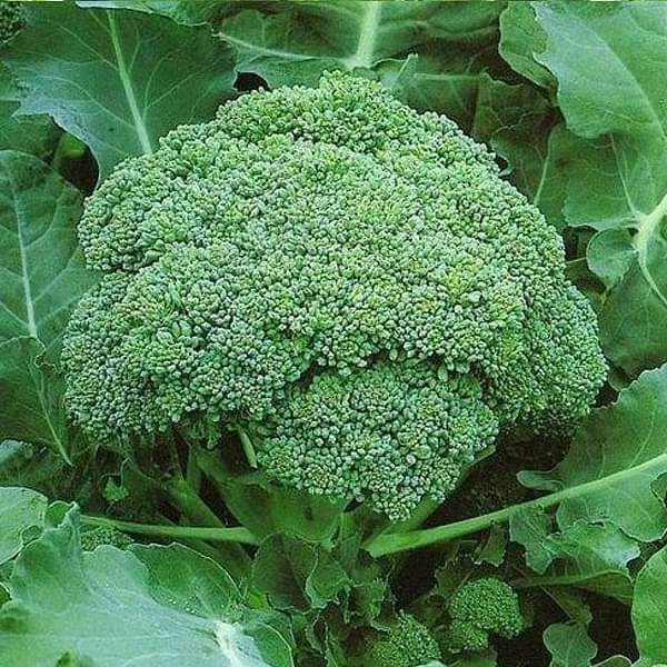 Set of 18 Vegetable Seeds to Sow in June, July in South India