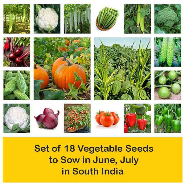 Set of 18 Vegetable Seeds to Sow in June, July in South India - Image 2