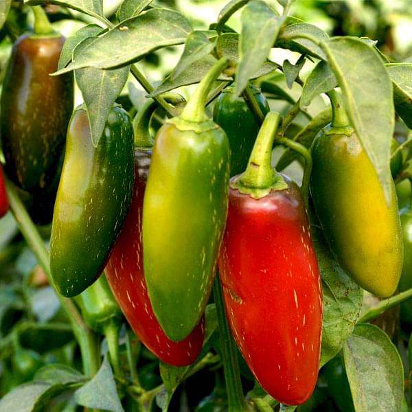 Set of 19 Best Chili Vegetable Seeds