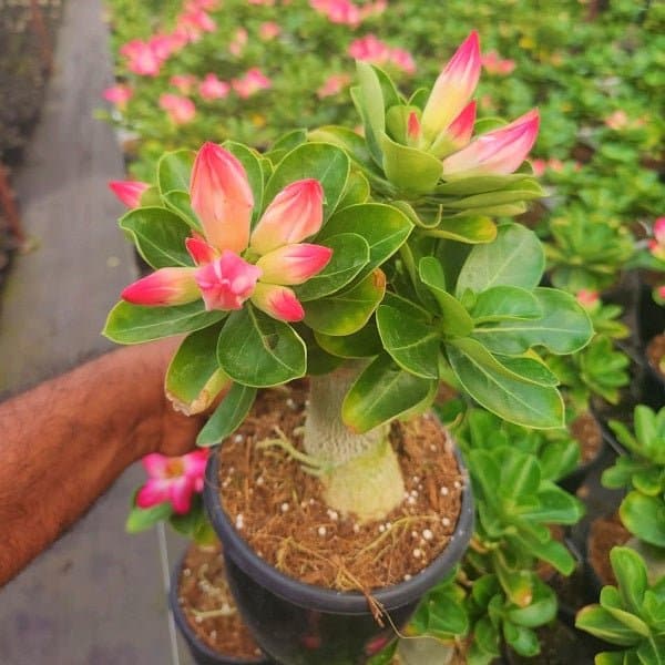 Set of 2 Bonsai Looking Grafted Adeniums - Image 2
