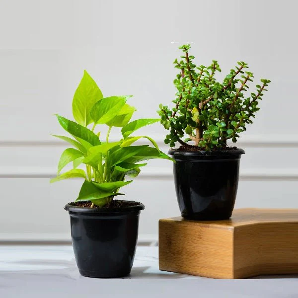 Set of 2 Lucky Plants