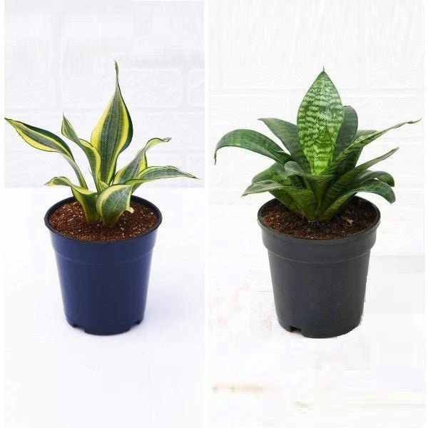 Set of 2 Snake Plants - Image 2