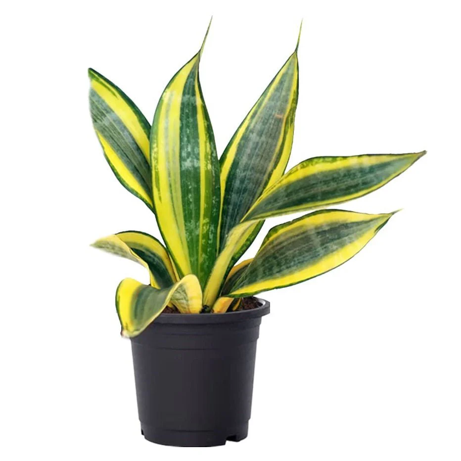 Set of 2 Snake Plants - Image 3