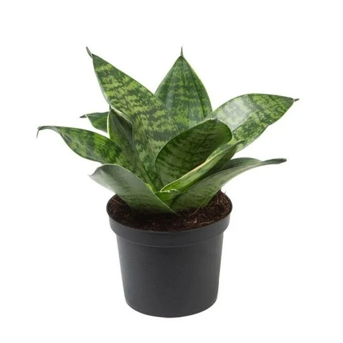 Set of 2 Snake Plants - Image 4