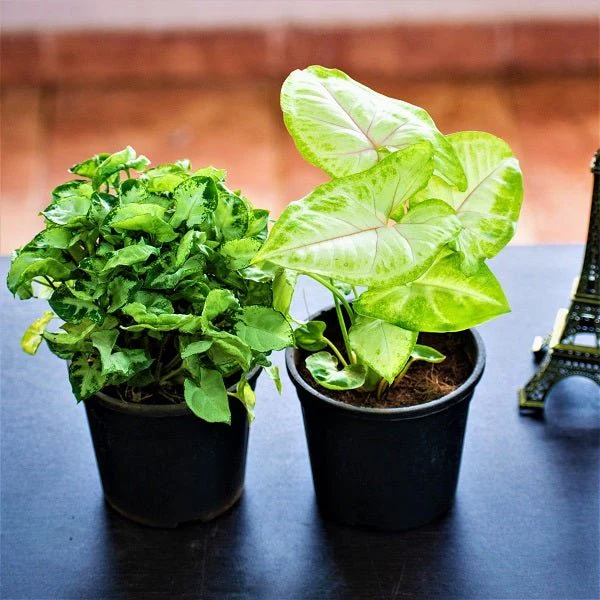 Set of 2 Syngoniums for Indoor Air Purification (Diwali Special)