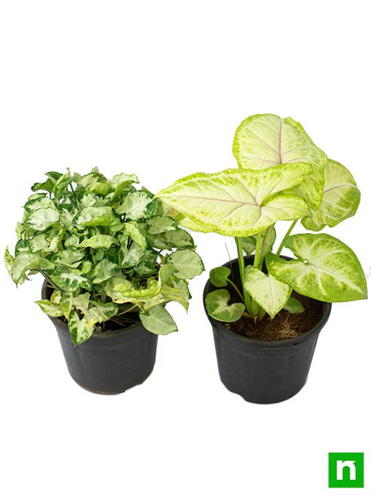 Set of 2 Syngoniums for Indoor Air Purification (Diwali Special) - Image 3