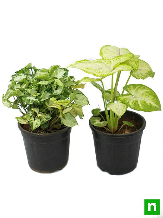 Set of 2 Syngoniums for Indoor Air Purification (Diwali Special) - Image 4