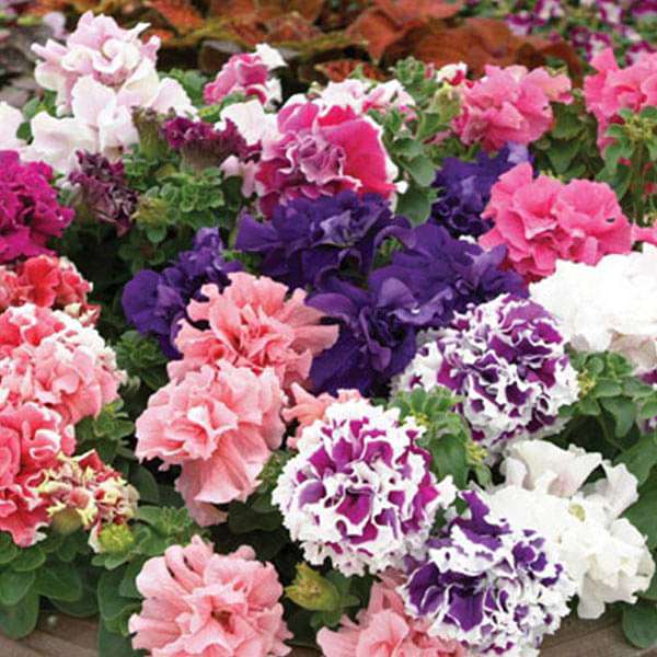 Set of 20 Best Flower Seeds for Kitchen Garden