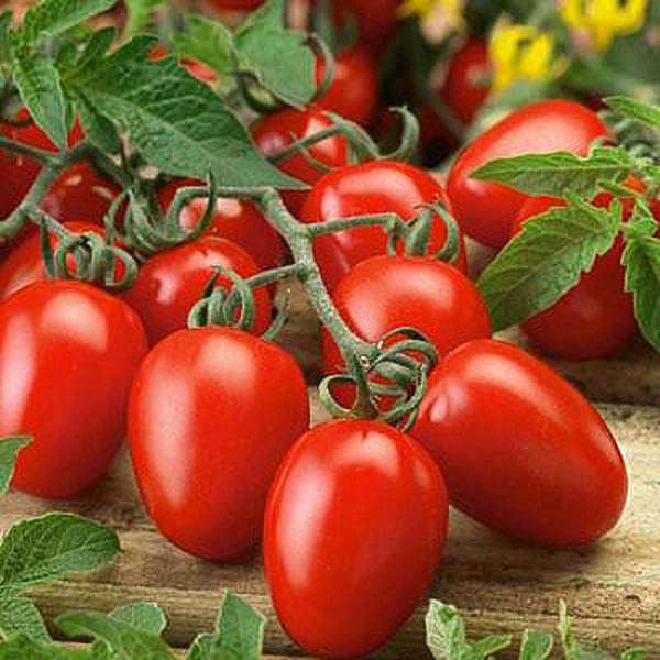 Set of 20 Best Vegetable and Flower Seeds for Kitchen Garden