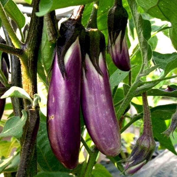 Set of 20 Best Vegetable Seeds for Kitchen Garden