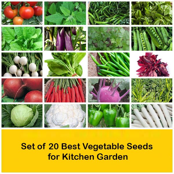 Set of 20 Best Vegetable Seeds for Kitchen Garden - Image 2