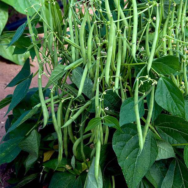 Set of 20 Best Vegetable Seeds to Sow in Winter Season