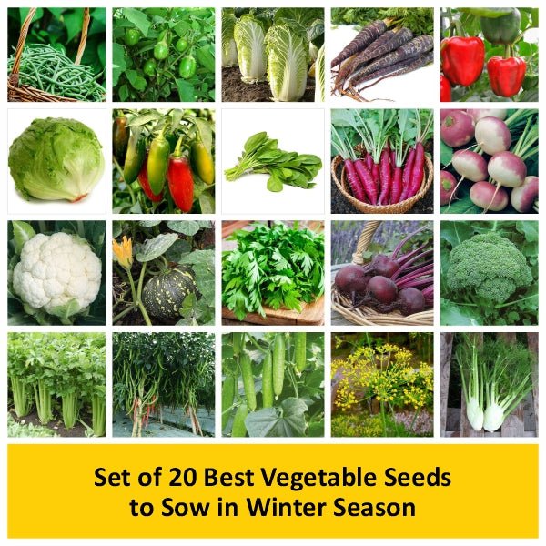 Set of 20 Best Vegetable Seeds to Sow in Winter Season - Image 2