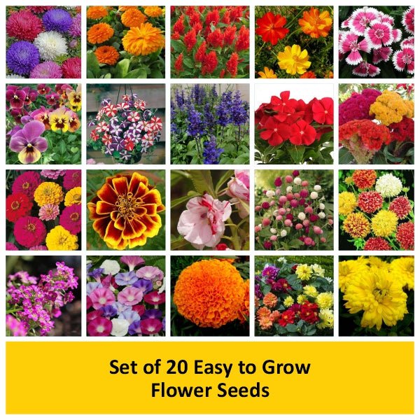 Set of 20 Easy to Grow Flower Seeds - Image 2