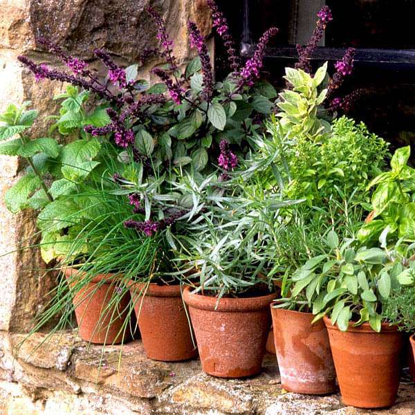 Set of 20 Easy to Grow Herb Seeds