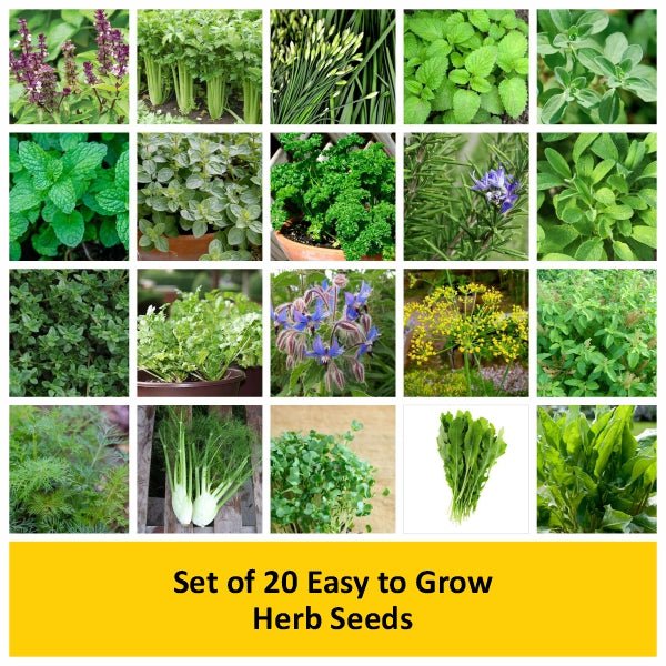 Set of 20 Easy to Grow Herb Seeds - Image 2
