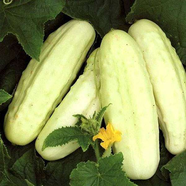 Set of 20 Easy to Grow Vegetable Seeds