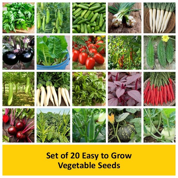 Set of 20 Easy to Grow Vegetable Seeds - Image 2