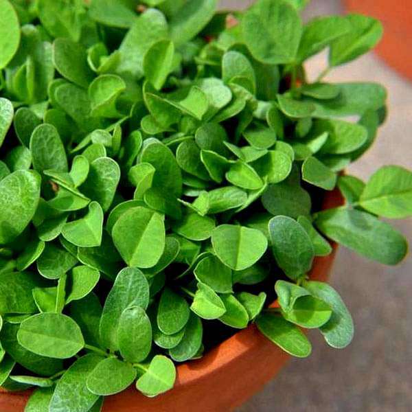 Set of 20 Green Vegetable Seeds Used in Indian Cuisines