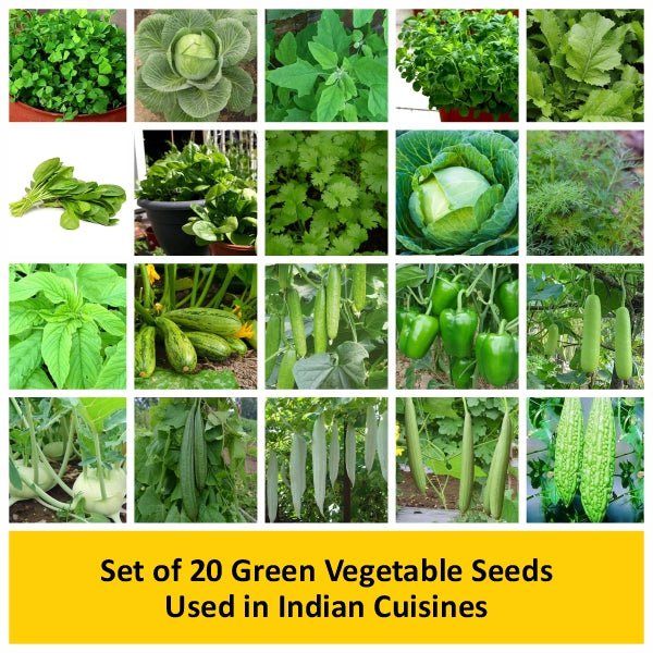 Set of 20 Green Vegetable Seeds Used in Indian Cuisines - Image 2