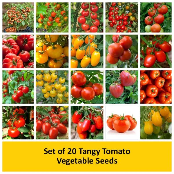 Set of 20 Tangy Tomato Vegetable Seeds - Image 2