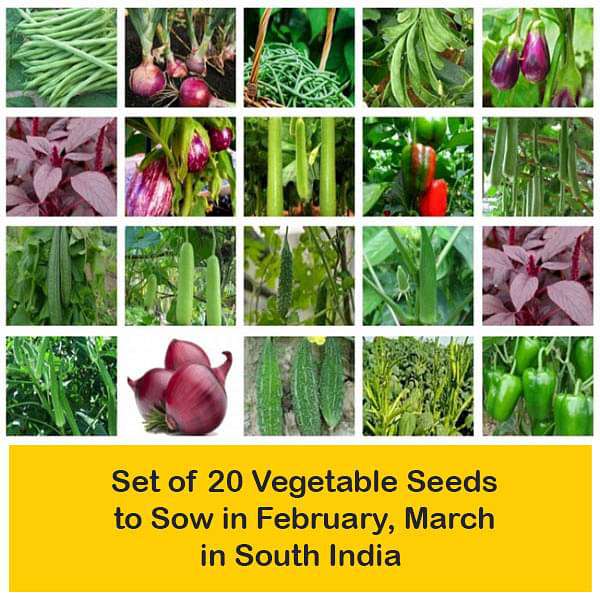 Set of 20 Vegetable Seeds to Sow in February, March in South India - Image 2