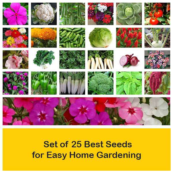 Set of 25 Best Seeds for Easy Home Gardening - Image 2