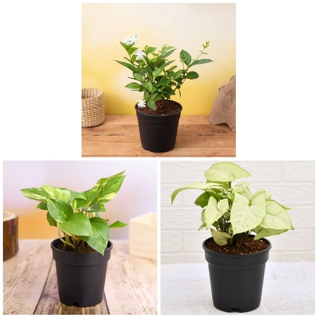 Set of 3 Air Purifier n Summer Cooling Plants Pack - Image 2
