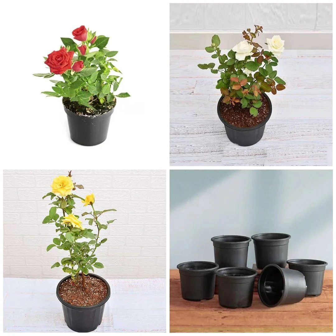 Set of 3 Love Rose Plants Pack - Image 2