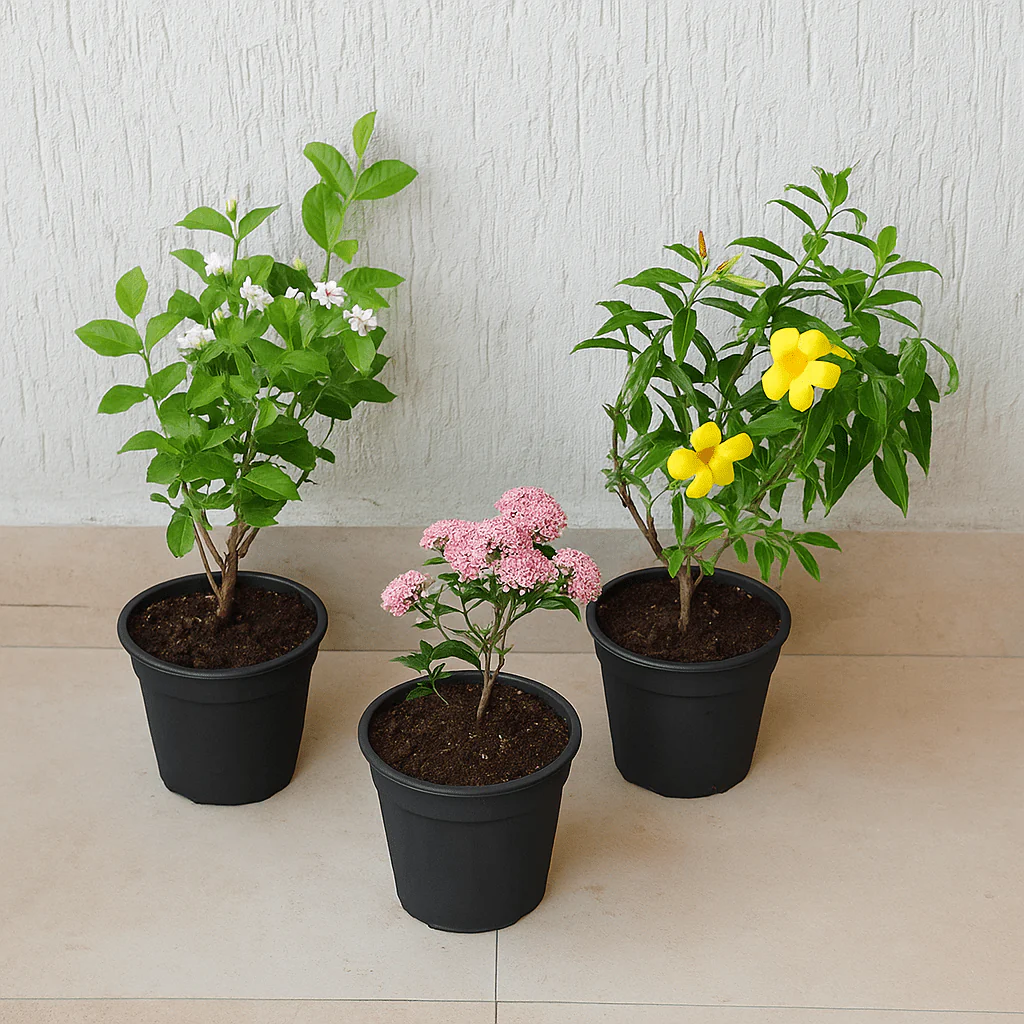 Set of 3 Outdoor Flowering Plants for Beautiful Garden