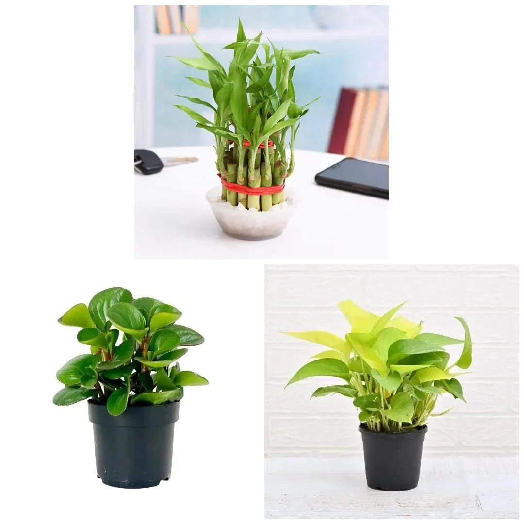 Set of 3 Small Plants for Luck - Image 2