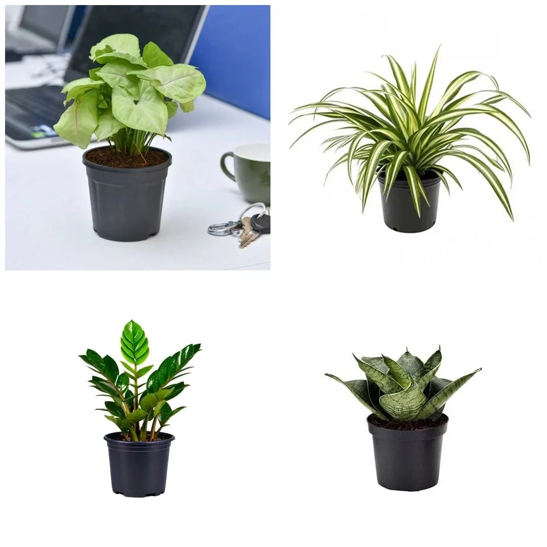 Set of 4 Evergreen Air Purifier Plant Pack - Image 2