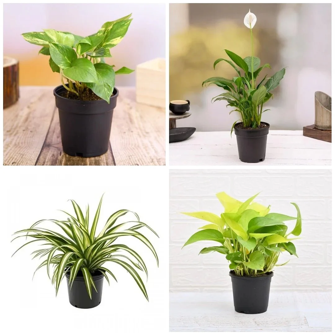 Set of 4 Goodluck Plants for House - Image 2