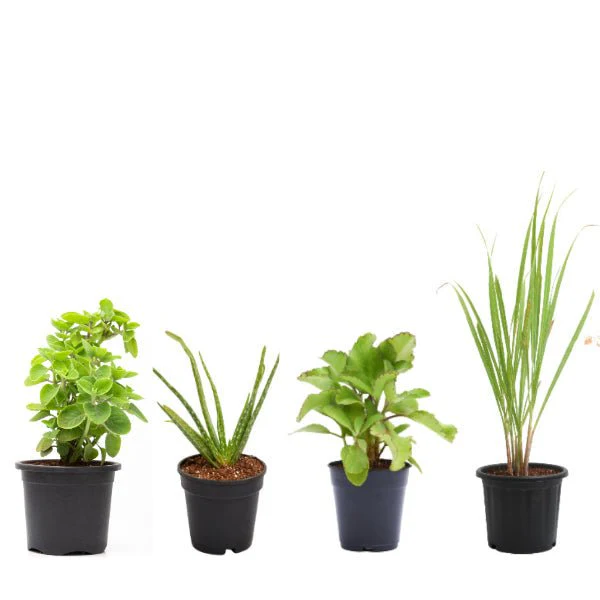 Set of 4 Medicinal Plants
