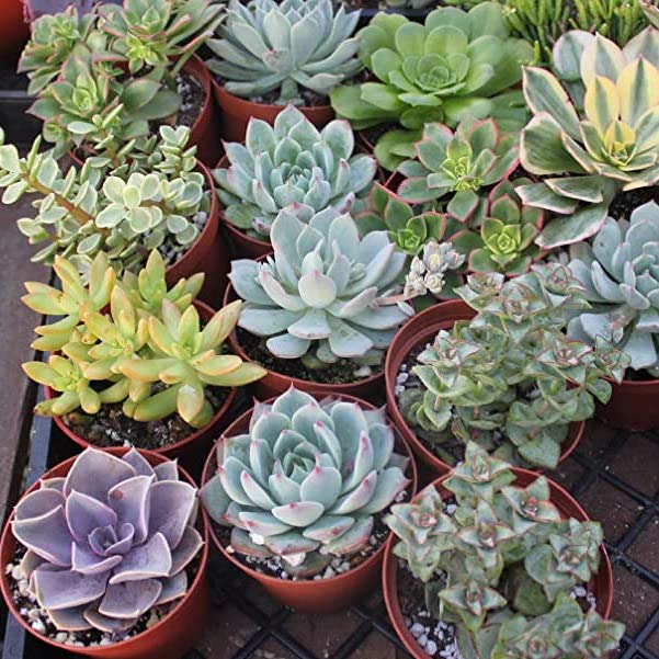 Set of 4 Mixed Succulent Plants (assorted) Pack