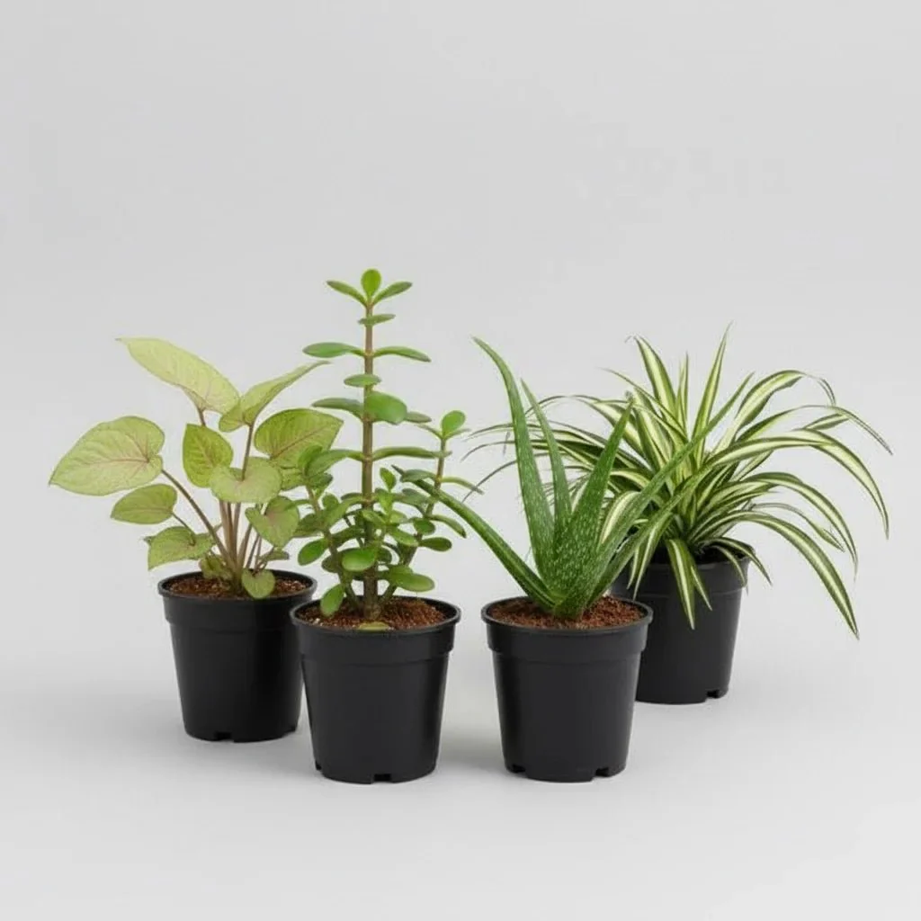 Set of 4 NASA Plants