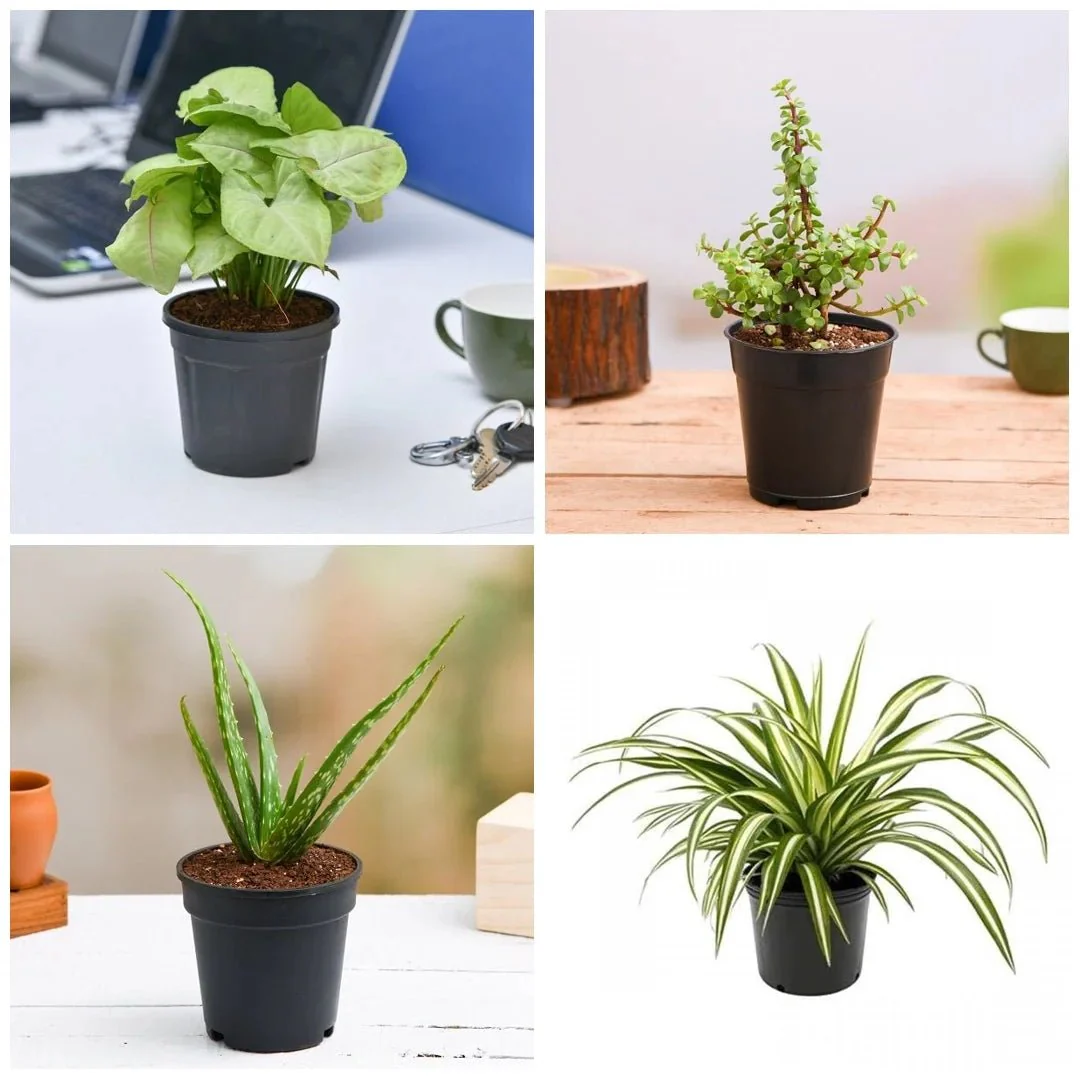 Set of 4 NASA Plants - Image 2