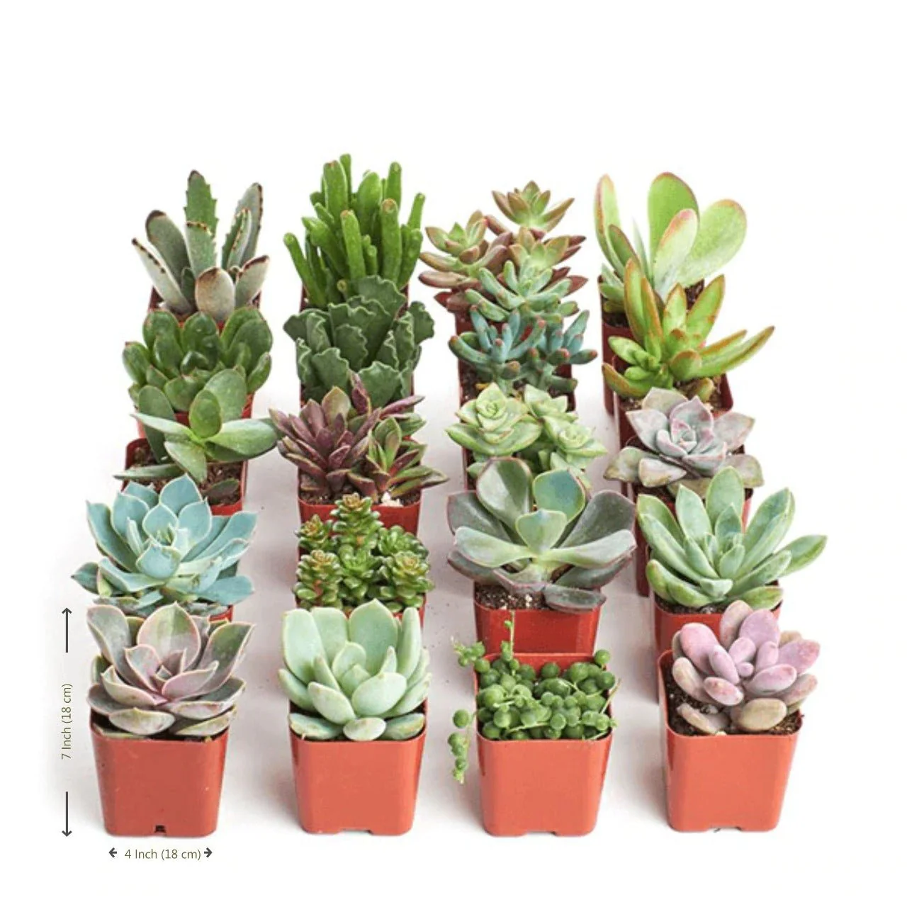 Set of 4 Mixed Succulents Plants (potted) - Image 2