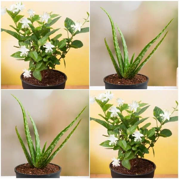 Set of 4 Summer Special Plants (2 Jasmine + 2 Aloe Vera) Pack - Image 3