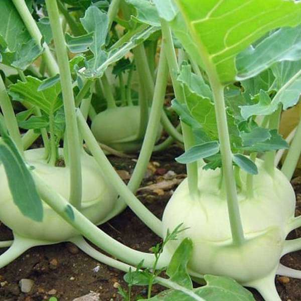 Set of 40 Best Vegetable and Flower Seeds for Kitchen Garden