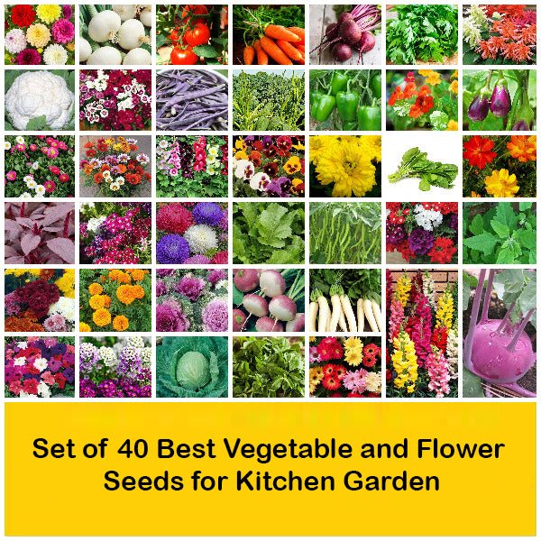 Set of 40 Best Vegetable and Flower Seeds for Kitchen Garden - Image 2
