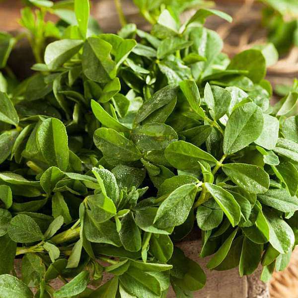 Set of 40 Best Vegetable Seeds for Kitchen Garden