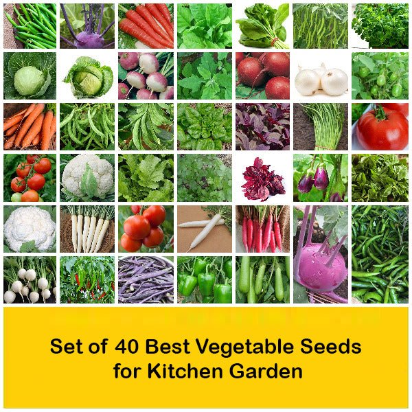 Set of 40 Best Vegetable Seeds for Kitchen Garden - Image 2