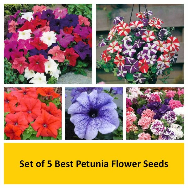 Set of 5 Best Petunia Flower Seeds - Image 2