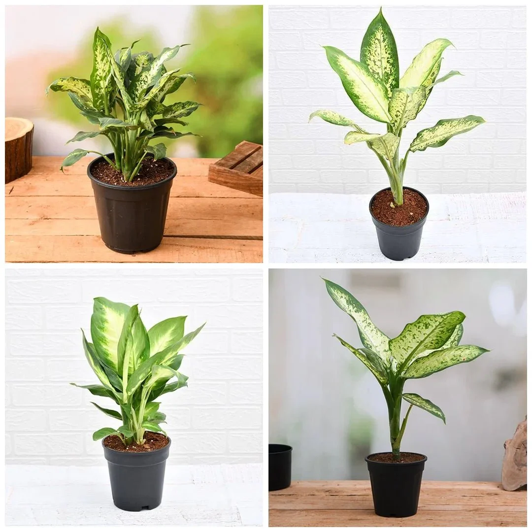 Set of 5 Dieffenbachia for Indoor Plant Decoration - Image 2