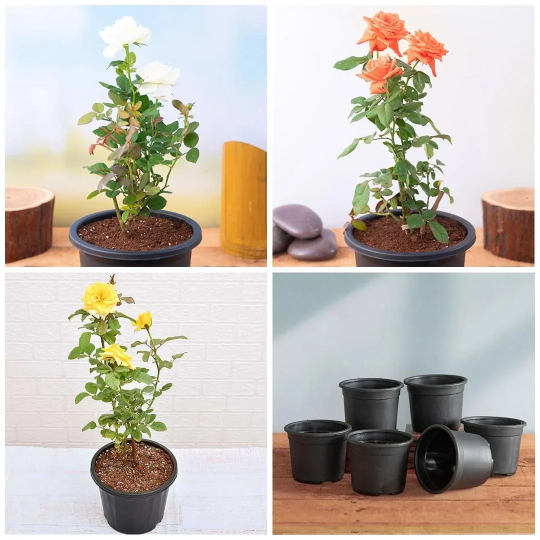 Set of 5 Enchanting Roses - Image 2