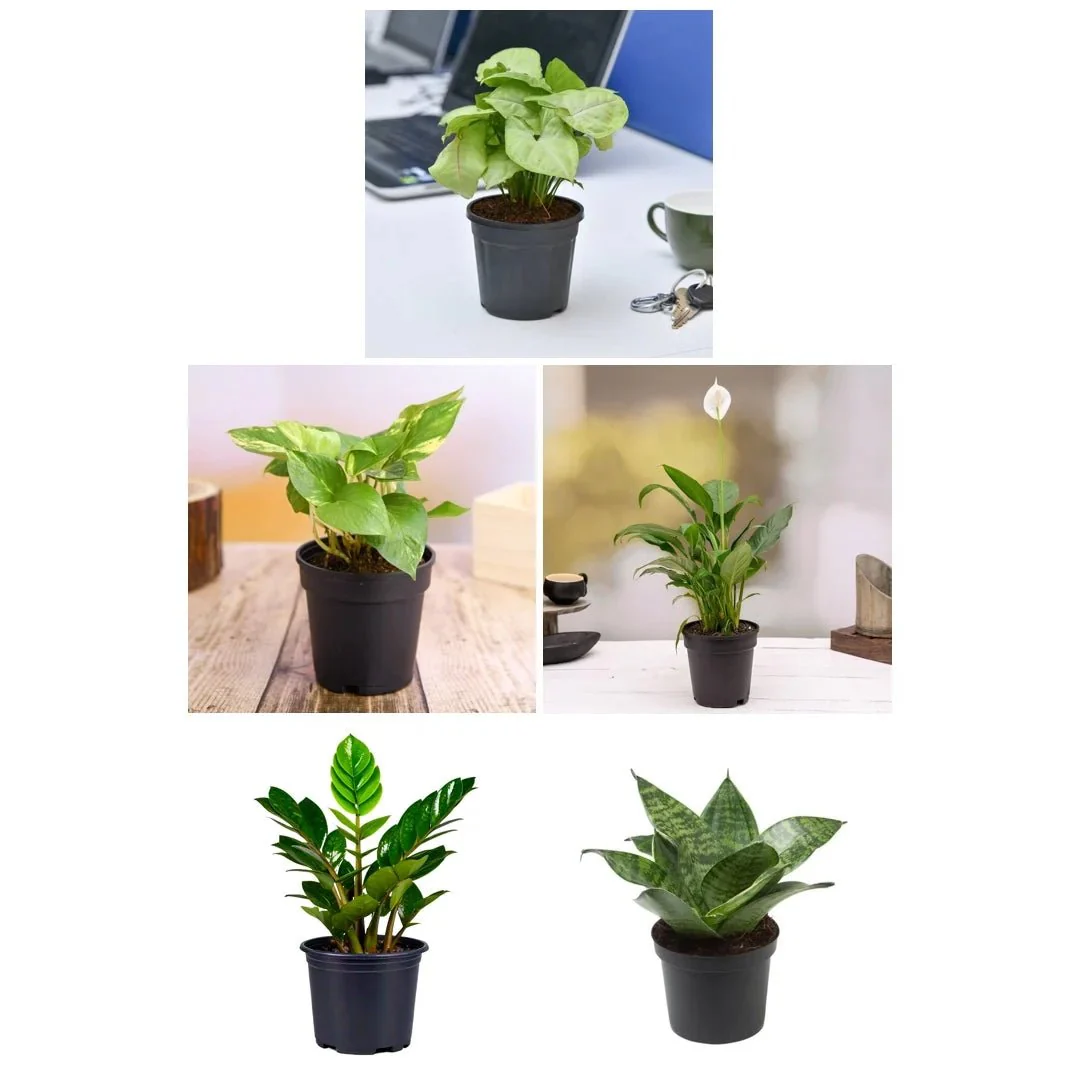 Set of 5 Plants to Promote Happiness and Joy - Image 2