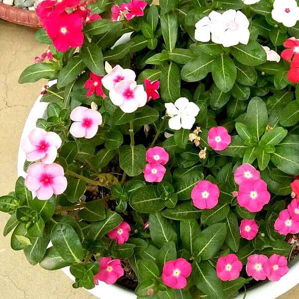 Set of 6 Best Vinca Flower Seeds