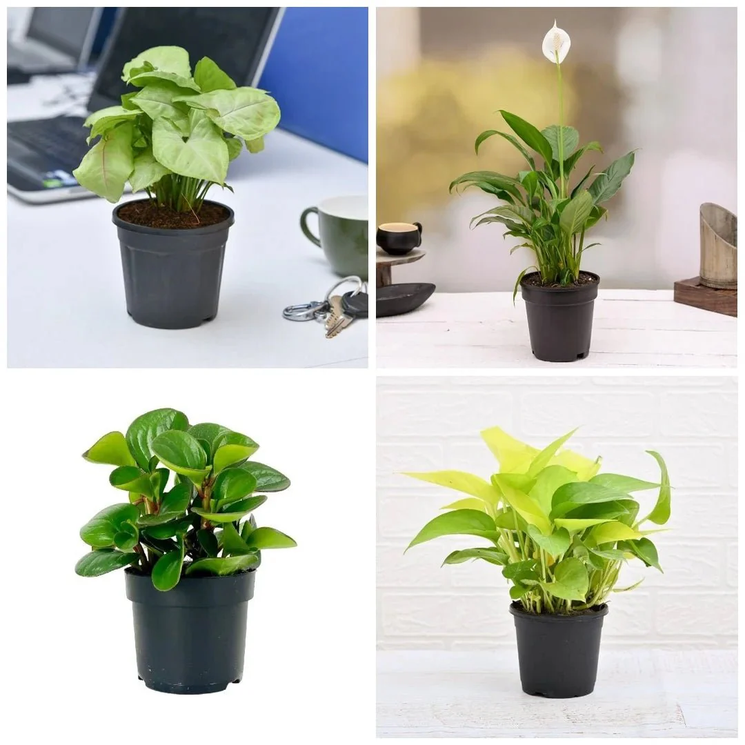 Set of 6 Plants for Healthy and Refreshing Day - Image 2