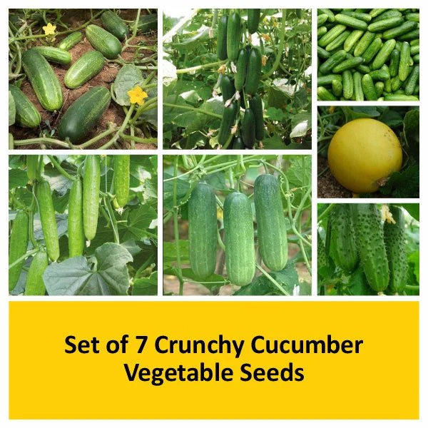 Set of 7 Crunchy Cucumber Vegetable Seeds - Image 2